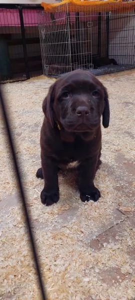 Ultima cucciola labrador cioccolato