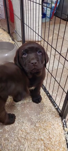 Ultima cucciola labrador cioccolato | Foto 3