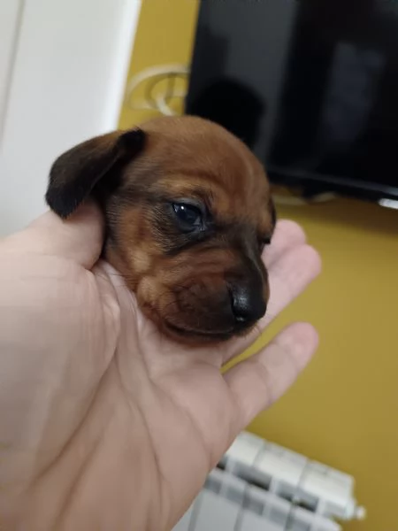 Cuccioli bassotto nano