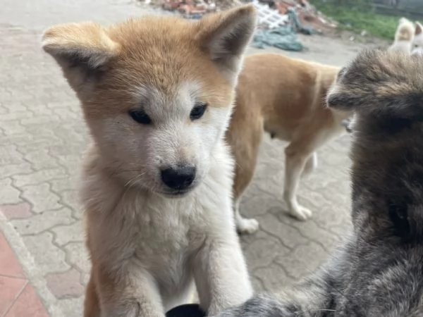 Cuccioli di akita Inu con pedigree  | Foto 6