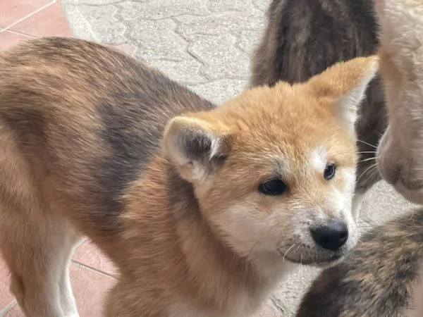 Cuccioli di akita Inu con pedigree  | Foto 5