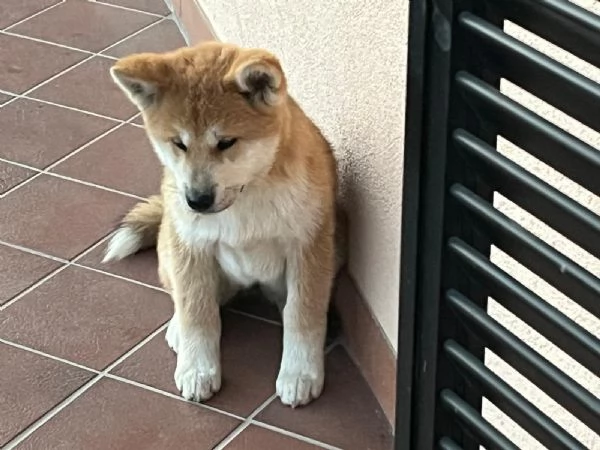 Cuccioli di akita Inu con pedigree  | Foto 4