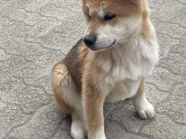 Cuccioli di akita Inu con pedigree  | Foto 2