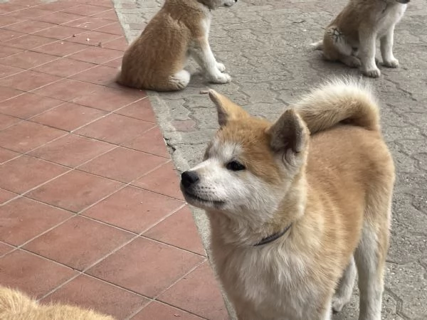 Cuccioli di akita Inu con pedigree  | Foto 1