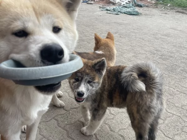 Cuccioli di akita Inu con pedigree  | Foto 0