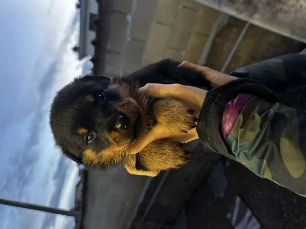 Cuccioli di Rottwailer