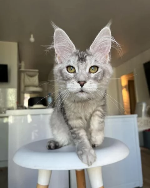 Disponibili Cuccioli di Maine coon | Foto 0