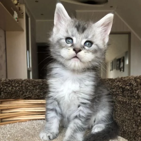 Cucciola di razza Maine Coon