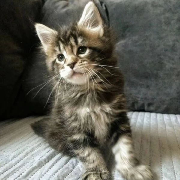 Cucciola di razza Maine Coon | Foto 0