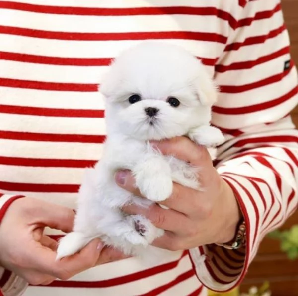 Maltesei cuccioli maschio e femmina