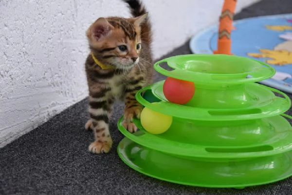 Gattini bengala maschio e femmina | Foto 0