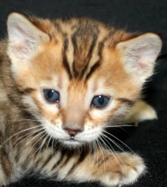 Cuccioli gatto del Bengala