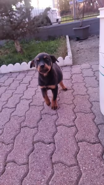 Cucciola rottweiler