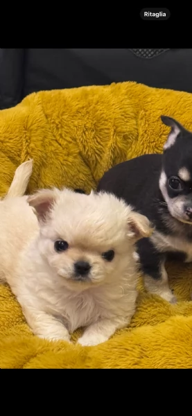 Vendesi cuccioli di chihuahua