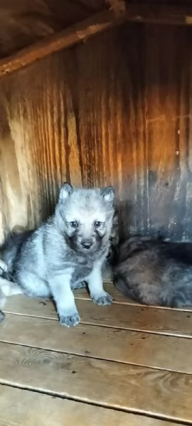 cuccioli di cane lupo cecoslovacco | Foto 1