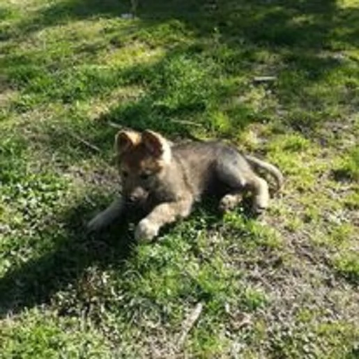 cuccioli di cane lupo cecoslovacco | Foto 0