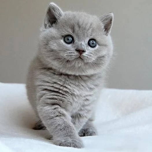 Gatti British shorthair