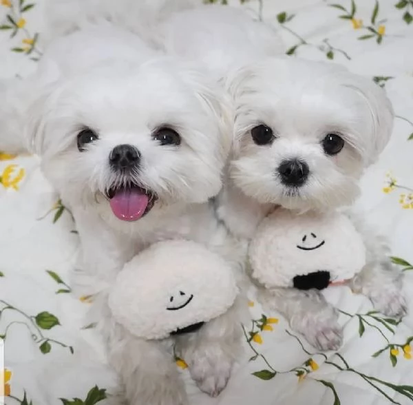 Maschio e femmina Maltese