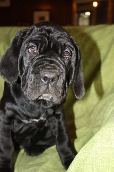 Cuccioli di Mastino Napoletano in Vendita | Foto 0