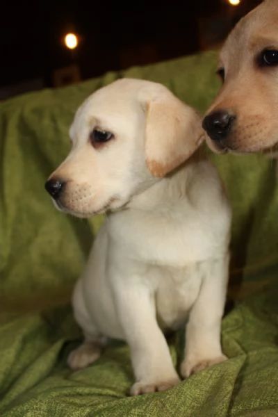 Cuccioli di Labrador Neri e Biondi in Vendita | Foto 6