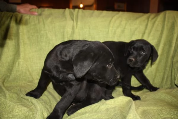 Cuccioli di Labrador Neri e Biondi in Vendita | Foto 4