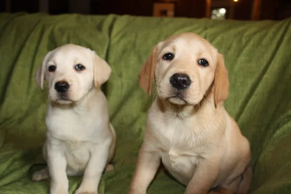 Cuccioli di Labrador Neri e Biondi in Vendita | Foto 1