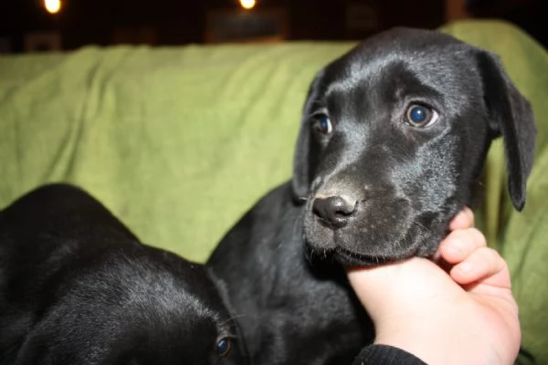 Cuccioli di Labrador Neri e Biondi in Vendita | Foto 0