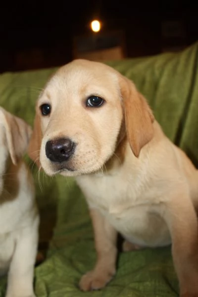 Cuccioli di Labrador Neri e Biondi in Vendita