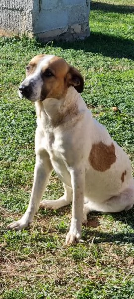 ADOTTATE QUESTA DOLCE CAGNOLINA | Foto 0