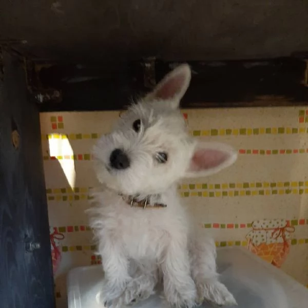 West highland white terrier 