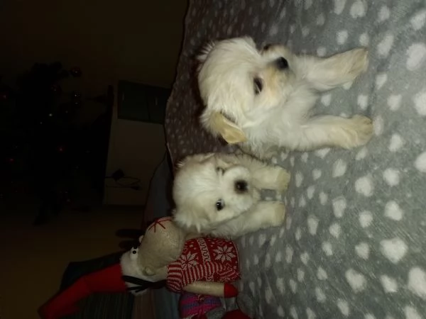 Cuccioli maltese | Foto 2