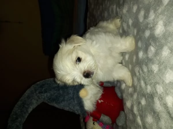 Cuccioli maltese | Foto 1