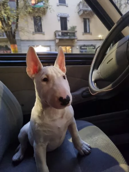 Bull terrier miniatura  | Foto 1