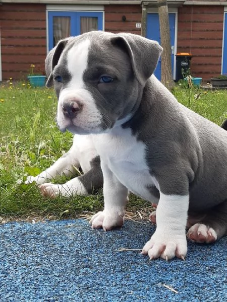 Adorabili cuccioli di pitbull dal naso blu in cerca di adozione 