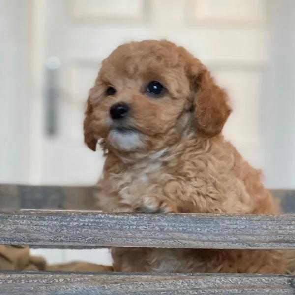 Cuccioli di Maltipoo disponibili | Foto 0