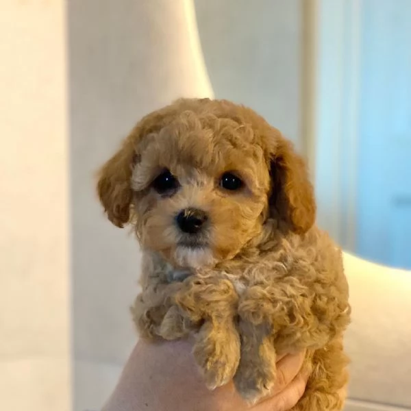 Cuccioli di Maltipoo disponibili