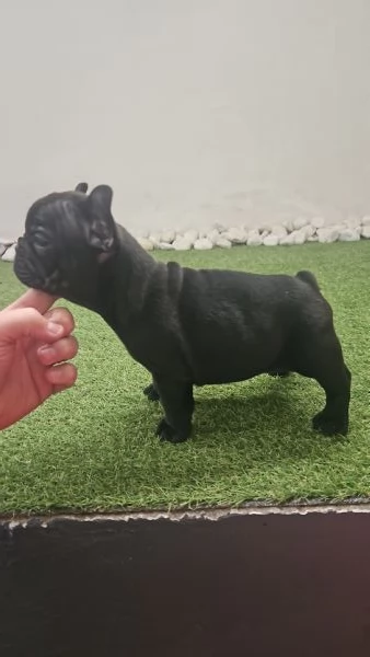 Cucciolo di bouledogue francese