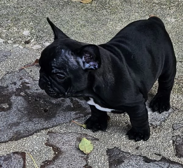 Cucciolo di bouledogue francese | Foto 0