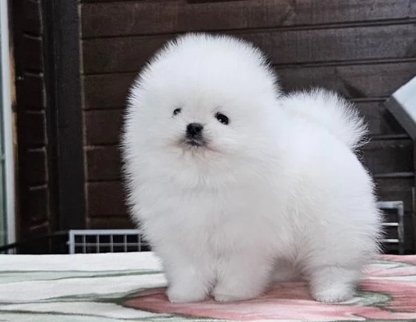 Cuccioli POMERANIA toy | Foto 0