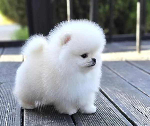 Spitz Pomerania toy di 3 mesi