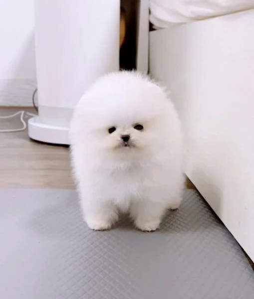 SPITZ DI POMERANIA NANOBIANCO | Foto 0