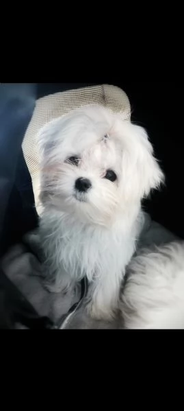 Maltese  | Foto 1