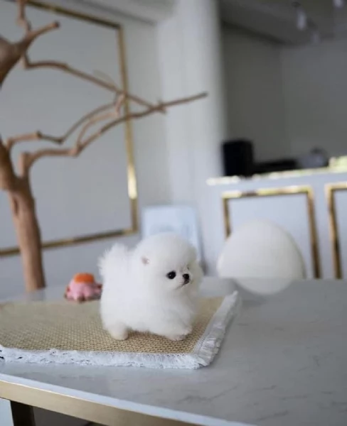 Cuccioli di Pomerania Toy in cerca di adozione