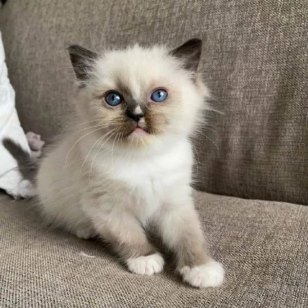 gattino ragdoll a casa