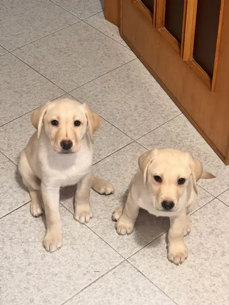 Cuccioli LABRADOR