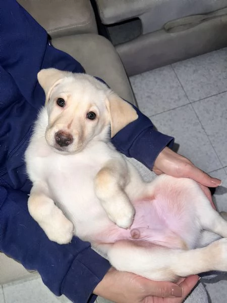 Cuccioli LABRADOR | Foto 4