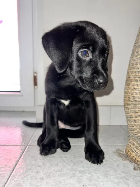 Cuccioli LABRADOR | Foto 3