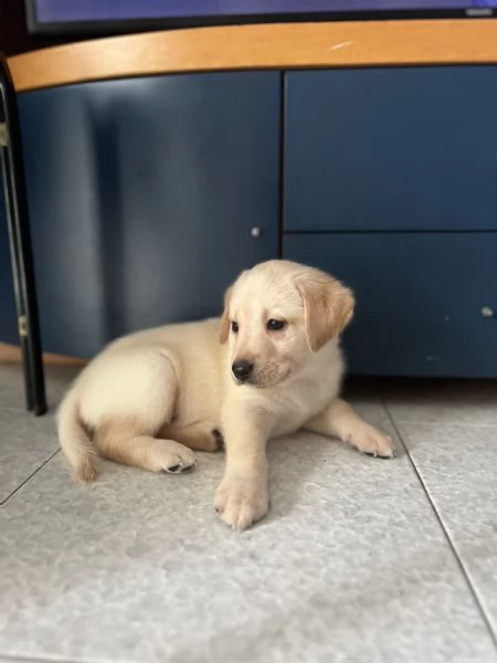 Cuccioli LABRADOR | Foto 0