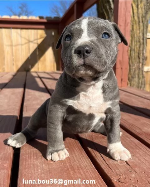  Regalo Cuccioli pitbull Disponibili bellissimi cuccioli di pitbull genitori visibili i cuccioli s