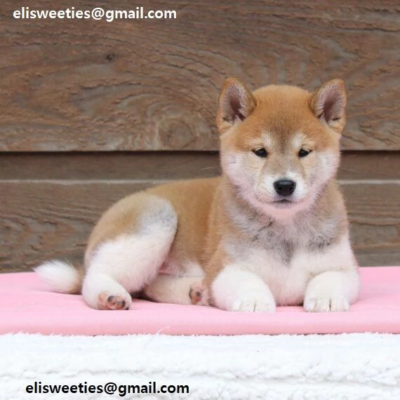 REGALO Cuccioli Shiba Inu cuccioli Shiba Inu maschio e femmina disponibile Tutti i documenti sono d